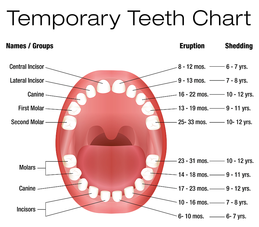 Tooth Eruption and Shedding